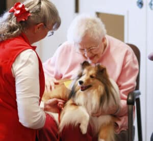 A senior woman holds a therapy sheltie with guidance from the handler