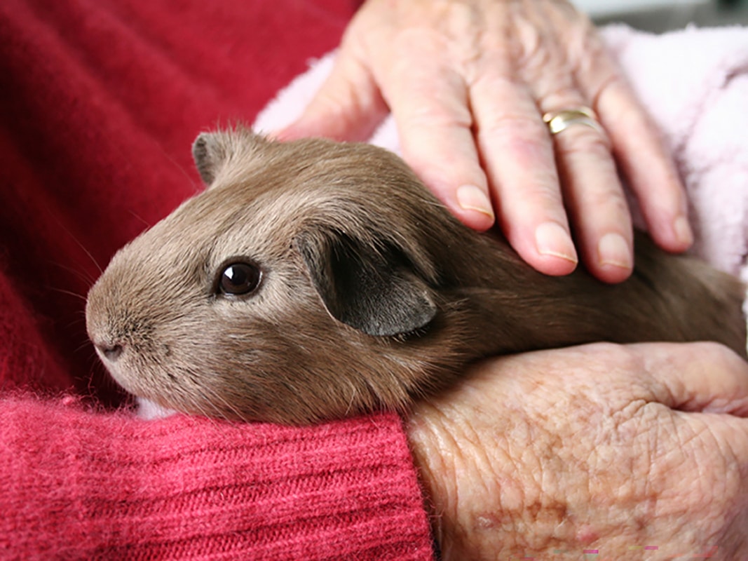 A guinea pig being held by someone during a visit.