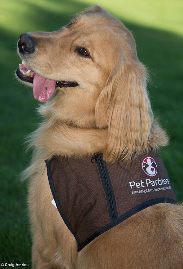 Golden retriever sits, wearing Pet Partners vest.