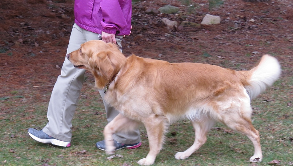 A person walks with their therapy dog.