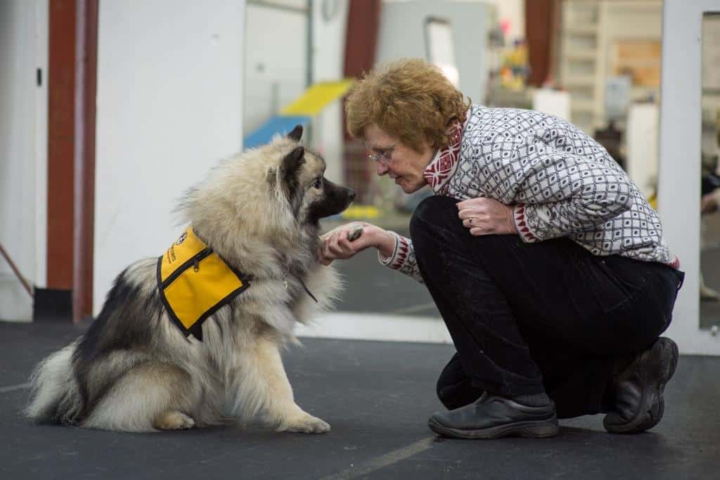 Woman kneeling down to shake hands with a dog in a yellow therapy animal vest.