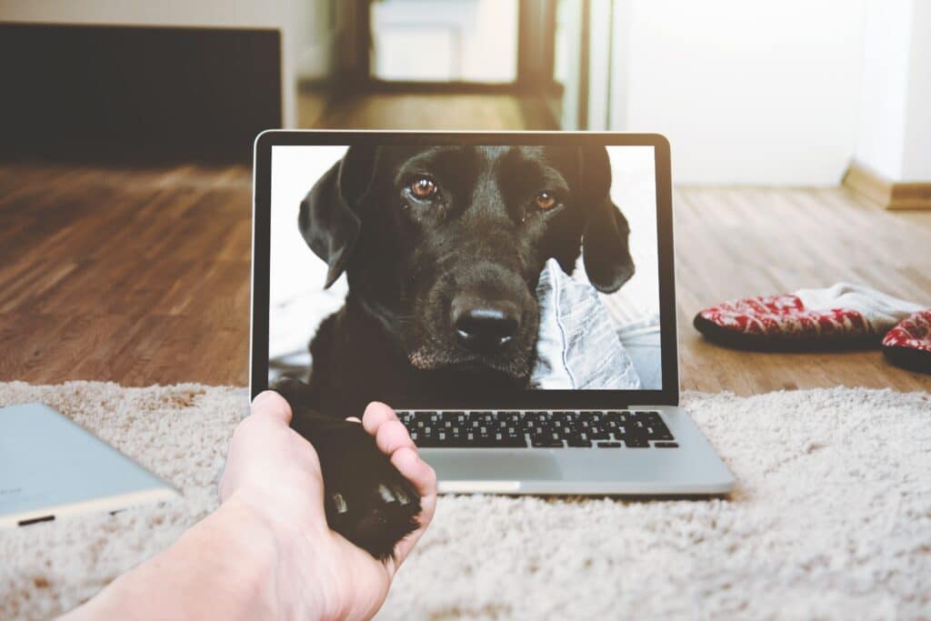 Dog reaching out from a computer screen. Photo by Daniel Frank from Pexels