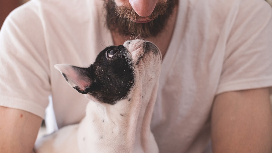 7 Ways to Ensure the Mental Health of Our Therapy Animals