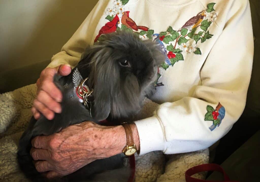 Woman in white sweater holding a gray rabbit in the therapy animal vest.