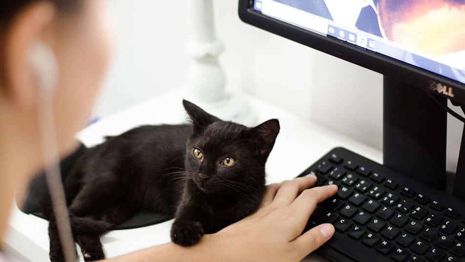 Woman typing on keyboard with a black cat sitting nearby.
