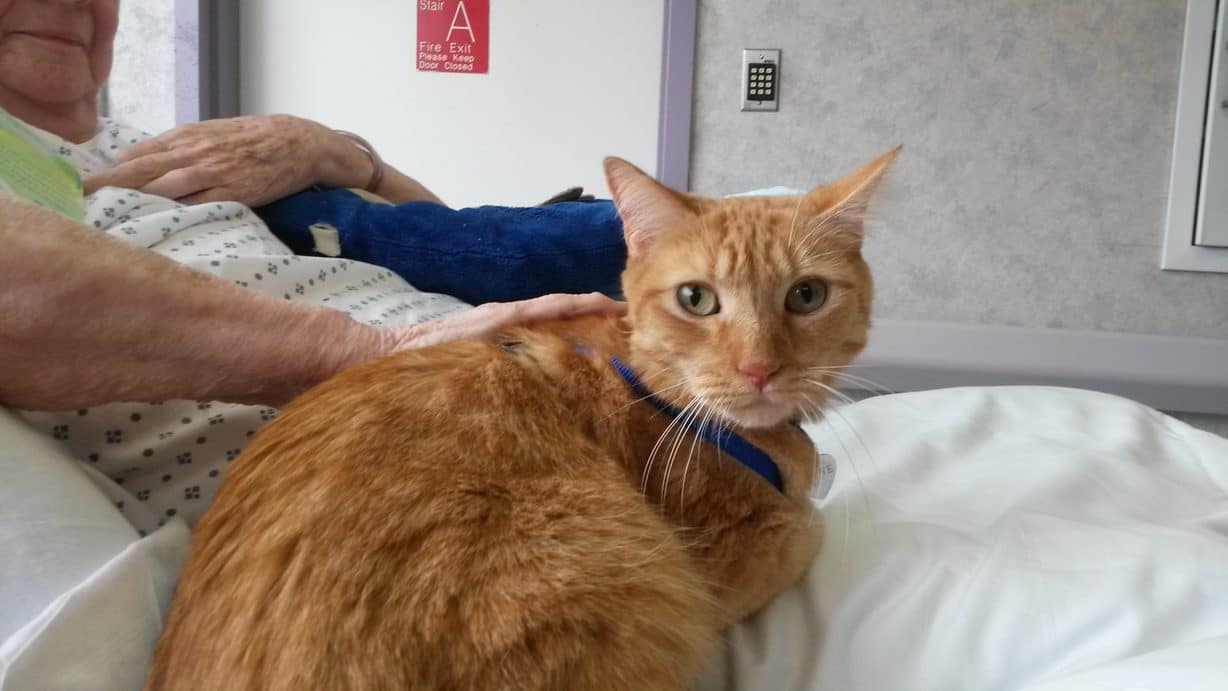 Orange cat sits on the bed, while being petted by a hospital patient during a visit.