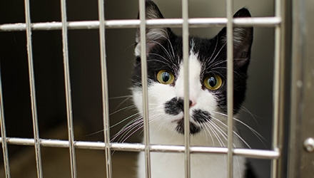 Black and white cat peers through shelter cage.