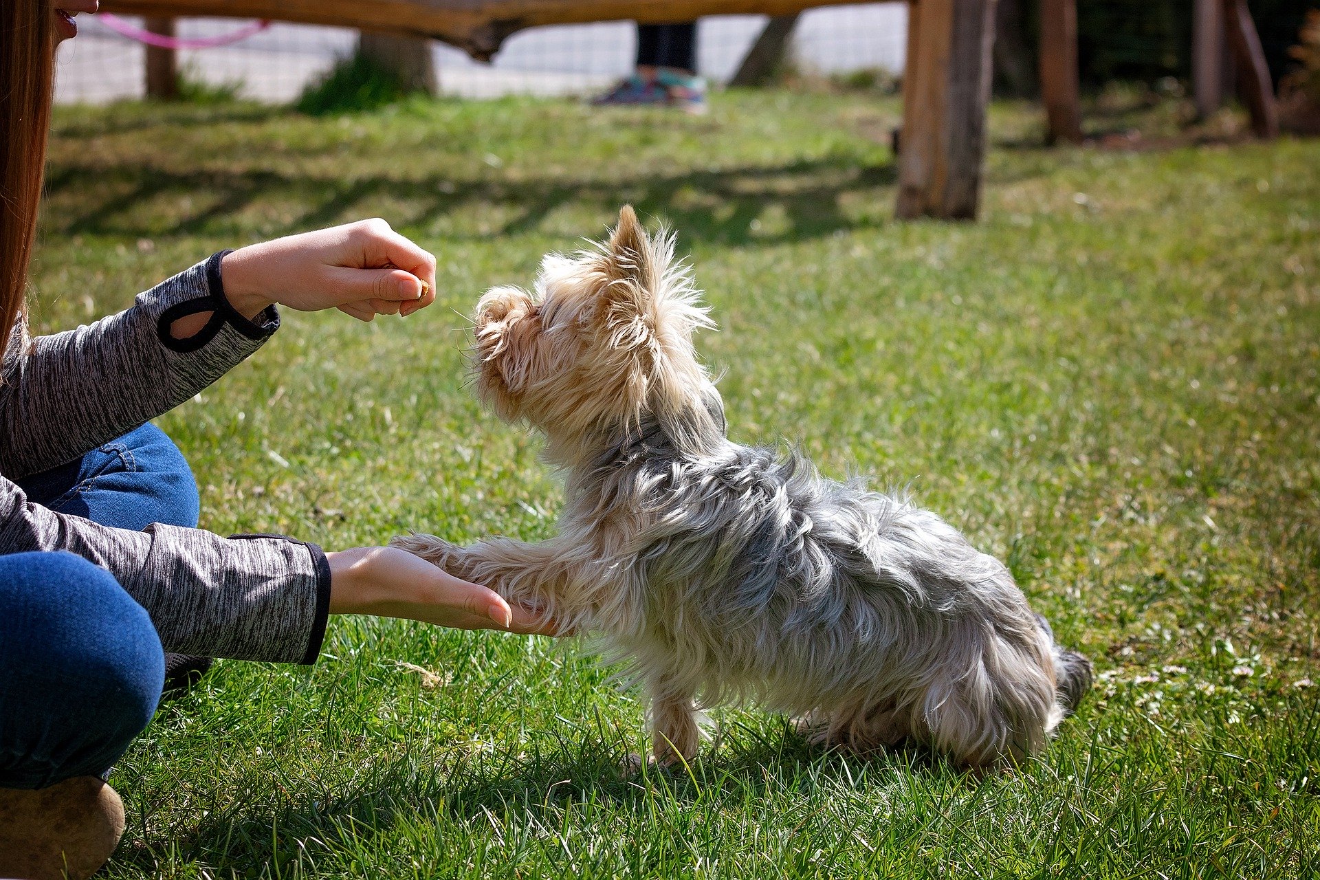 A small terrier being trained to give a paw by a person holding a treat. Image by Pezibear from Pixabay