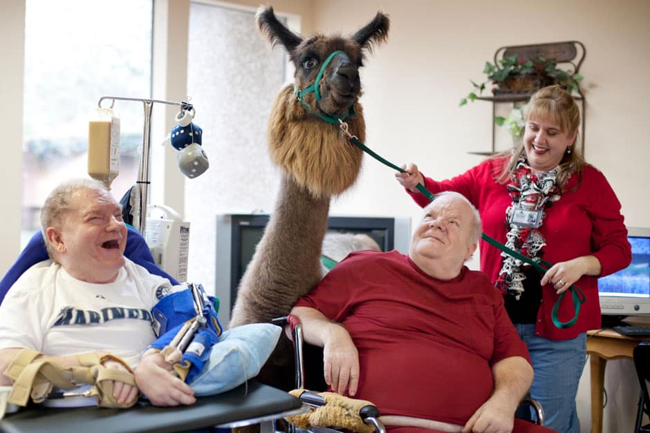 A therapy llama team makes a visit in an assisted living facility.