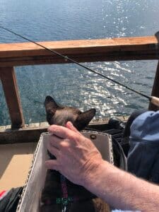 Puntino, therapy cat, enjoys a fishing trip.