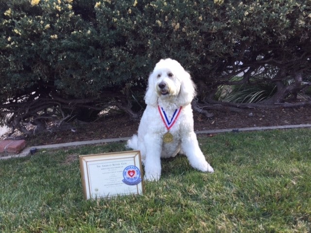 A white goldendoodle therapy dog with an AKC Distinguished Therapy Dog certificate and medal.