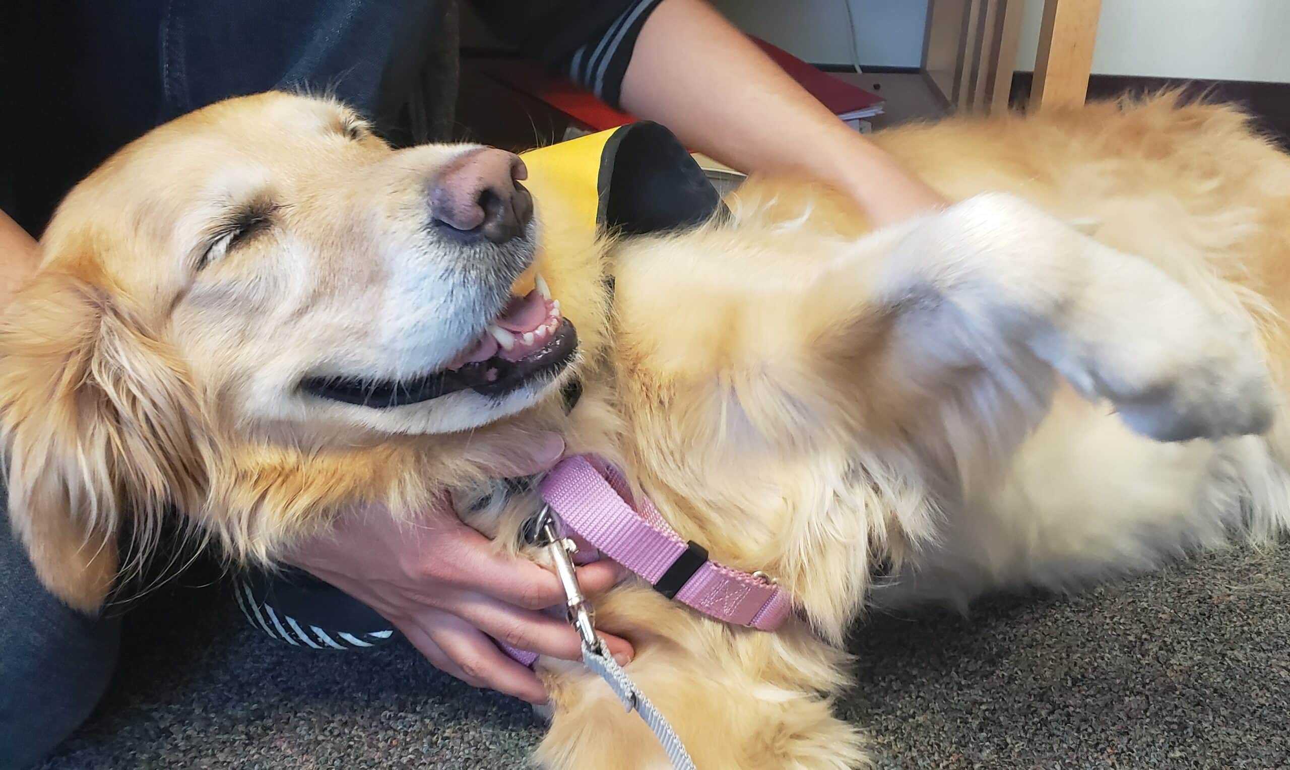 Pet Partners therapy dog gets lots of pets during a visit.