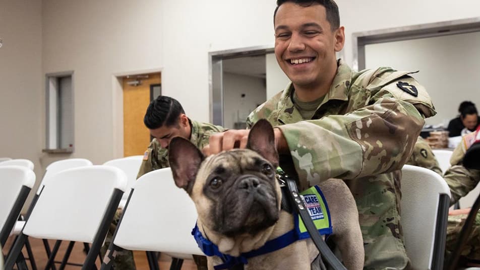 A therapy dog sits on a chair as a man in a military uniform pets her on the head.