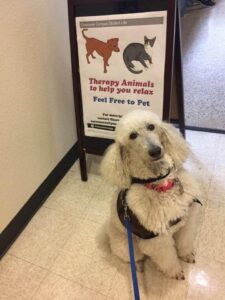 Ella Alexander, Pet Partners therapy dog.