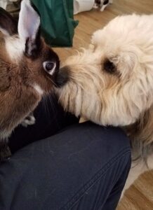 Figgie Ellenbogen, therapy rabbit, presses her nose against a tan dog in a loving manner.