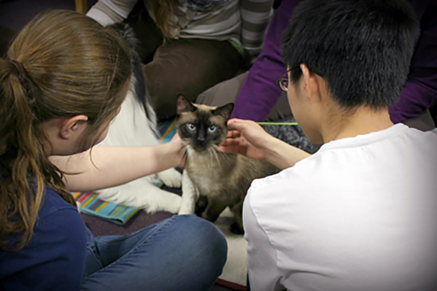 Students pet a therapy cat during a visit.