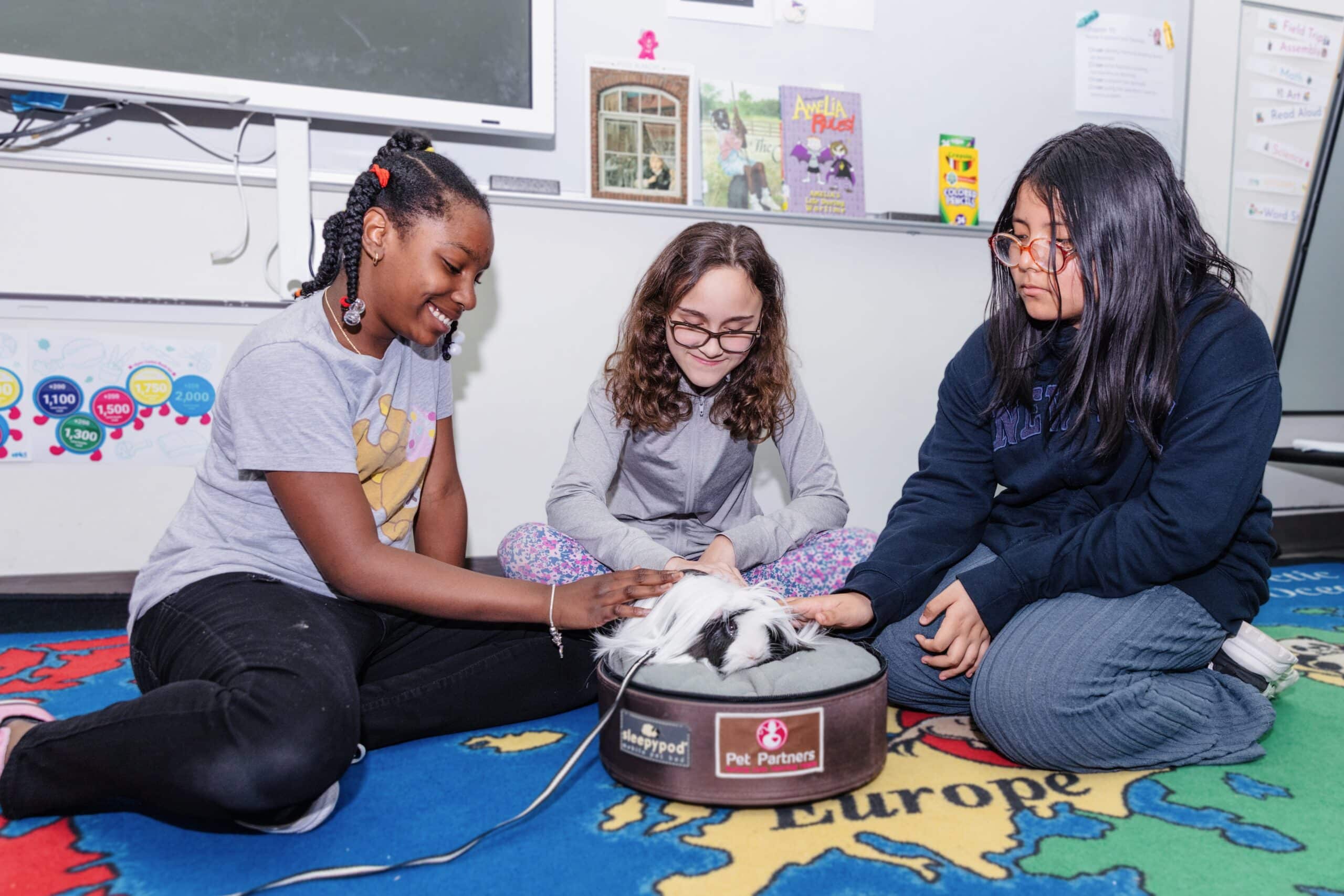Three young girls pet a therapy guinea pig during a visit in their classroom.
