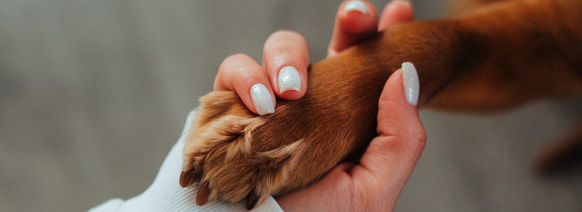 A woman's hands hold a dog's paw lovingly.
