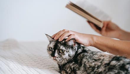 A cat rests on a bed while someone is reading a book.