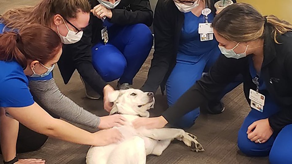 A therapy dog visits hospital staff who are surrounding the dog and petting her.