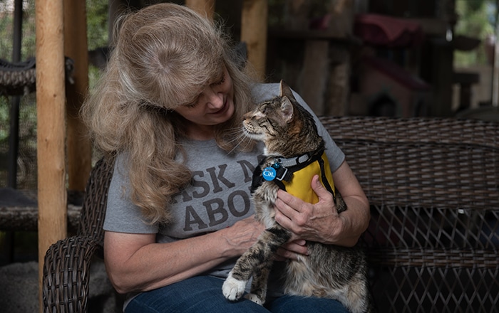 Tommy, a blind therapy cat, sits with his handler, Christy.