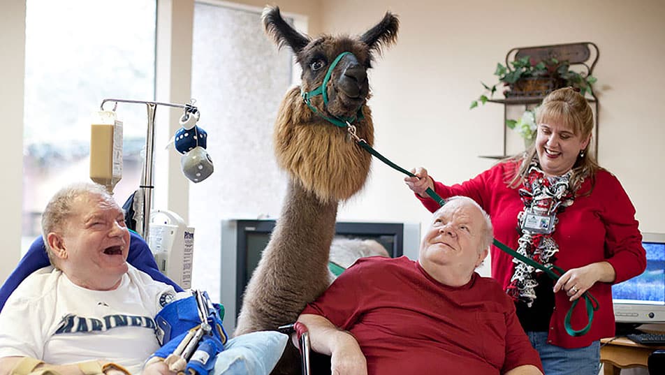 A llama and his handler visit with 2 men in a facility.