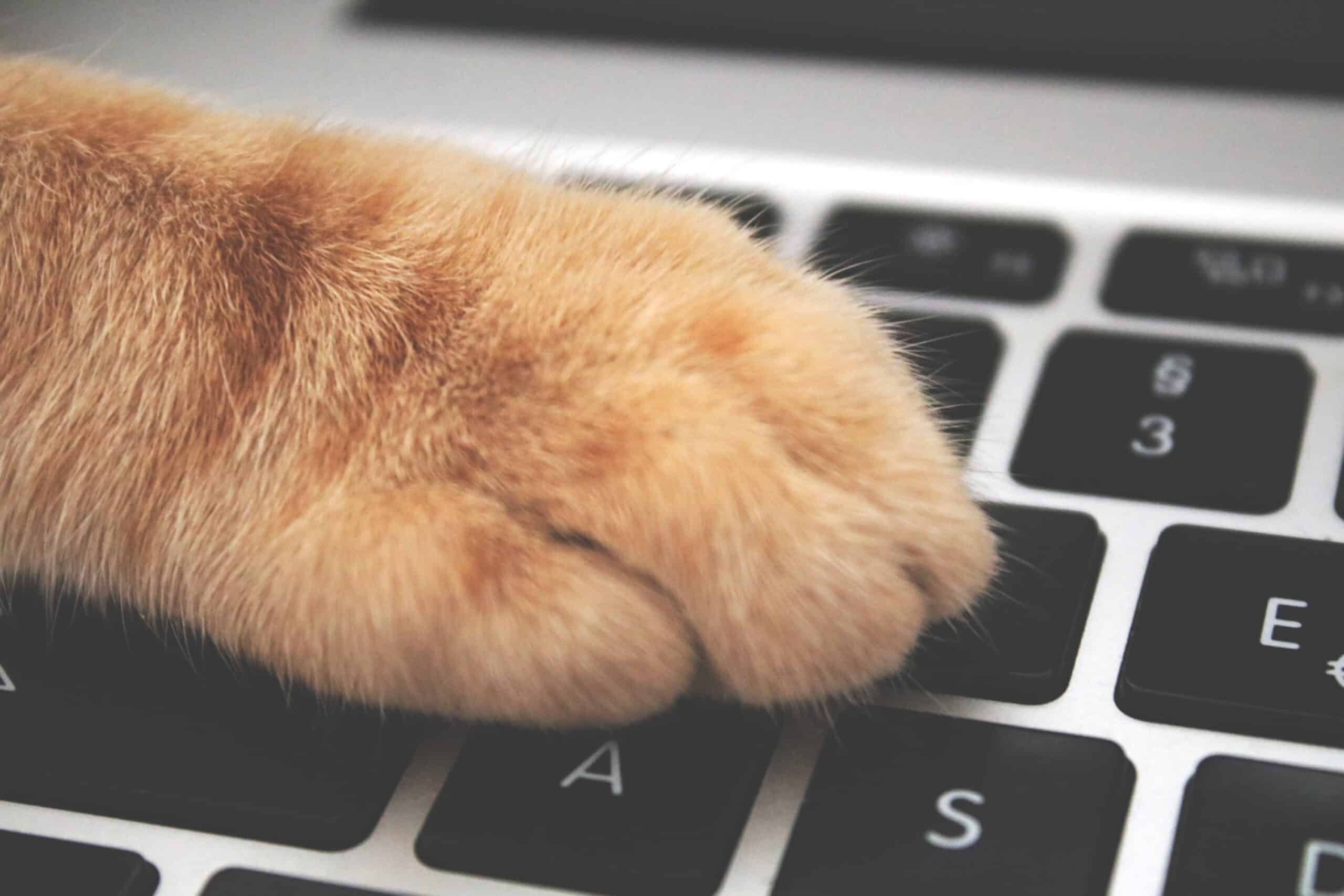 A paw from an orange cat sits atop a laptop keyboard.