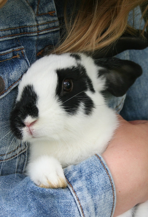 A white rabbit with black spots being held by a person in a denim jacket.