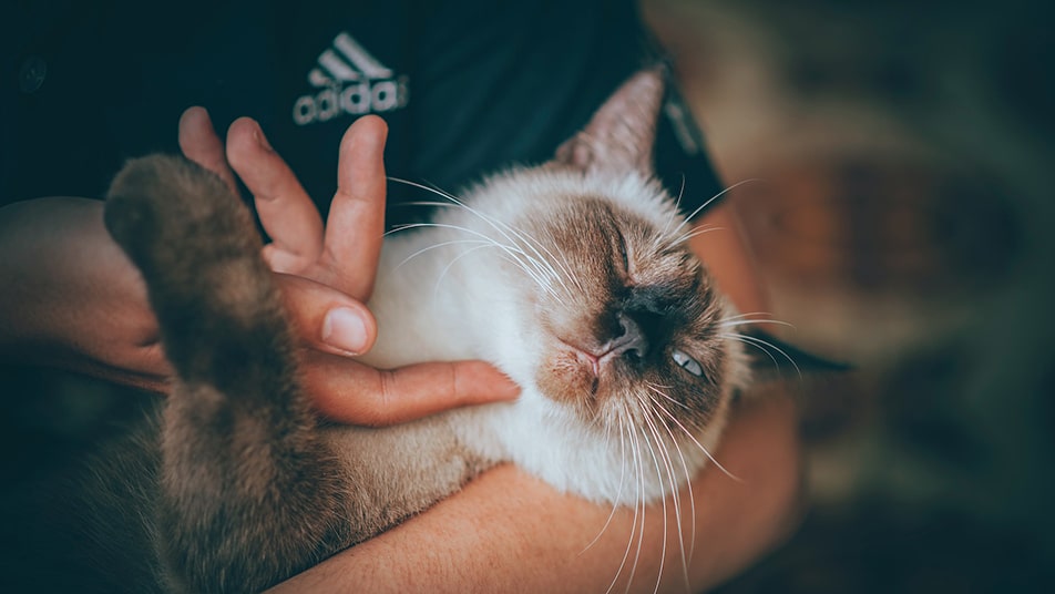 A cat is being held in someone's arms and is being pet with a finger.