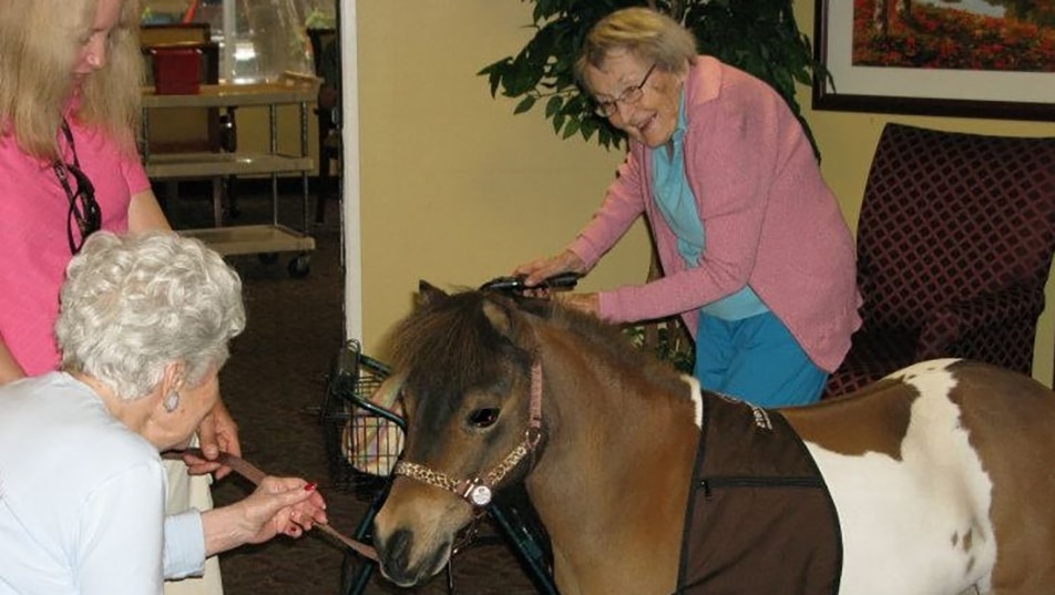 A mini horse team visits at a nursing home.