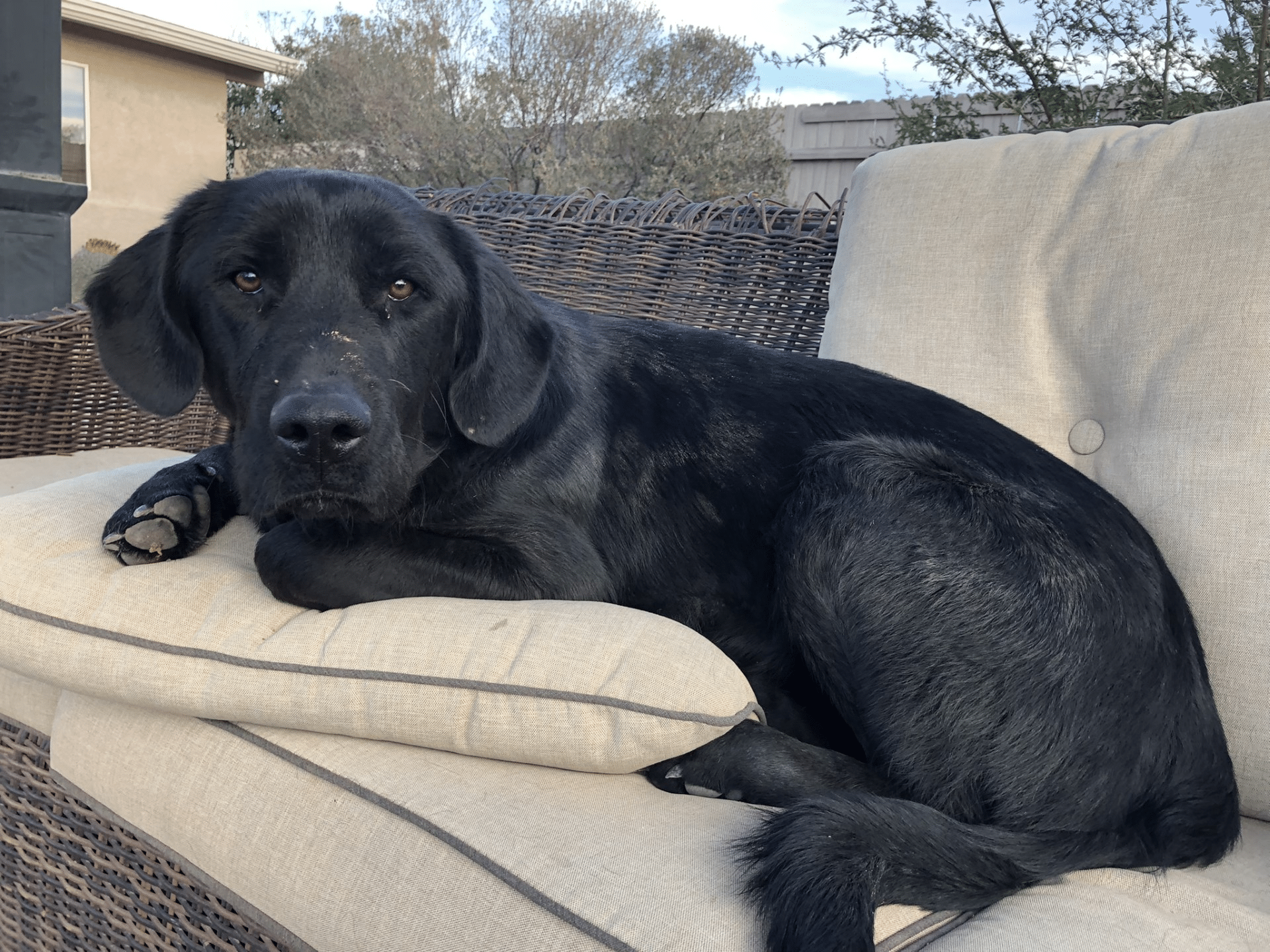 A dirty, scraped-up black Labrador retriever lies on a cushion and looks at the camera with an apprehensive expression.