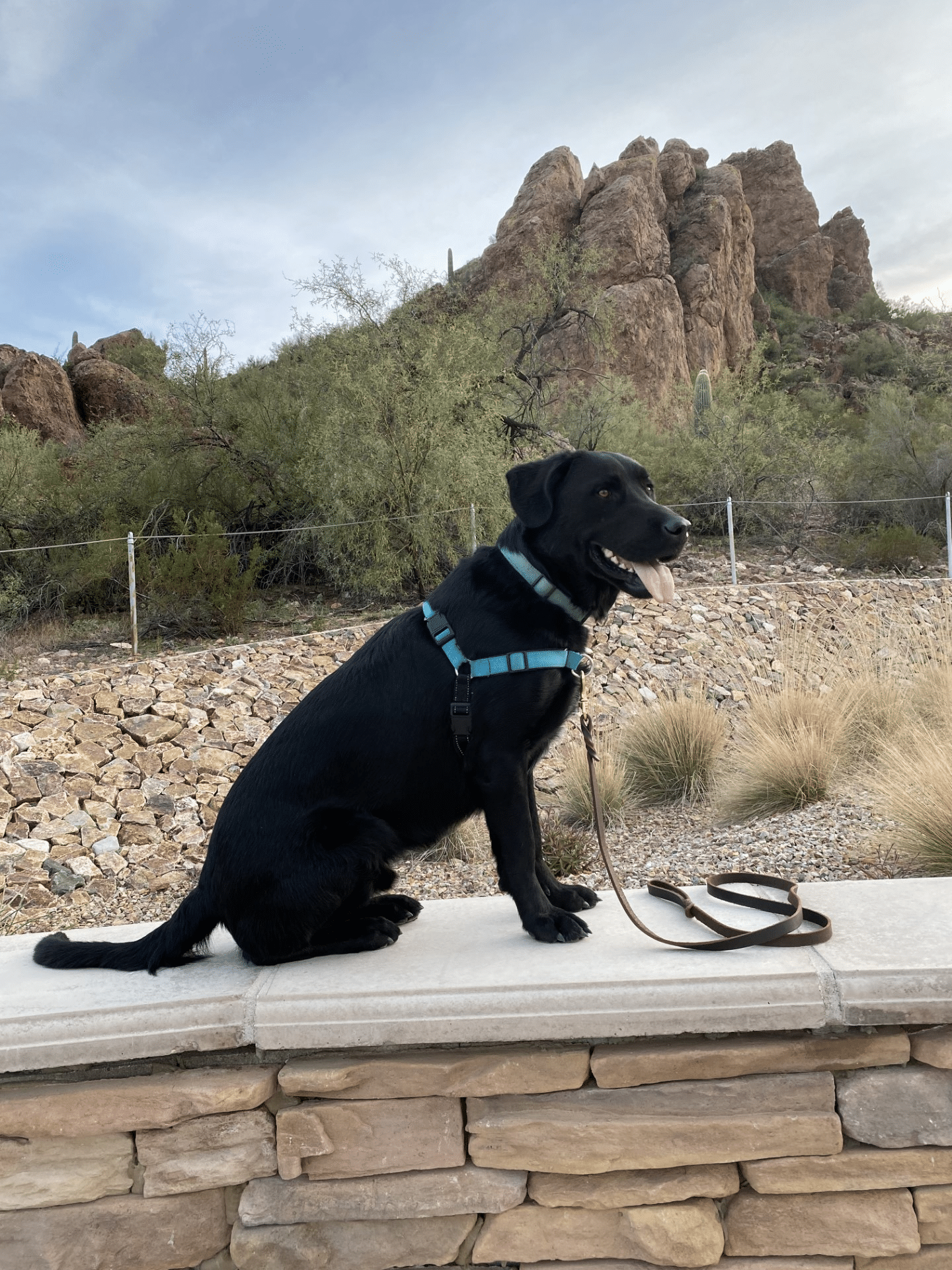 A leashed and harnessed black Labrador Retriever sits patiently on a wall in front of a desert landscape in Arizona.