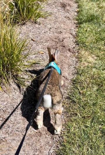 A therapy bunny walks on a leash.