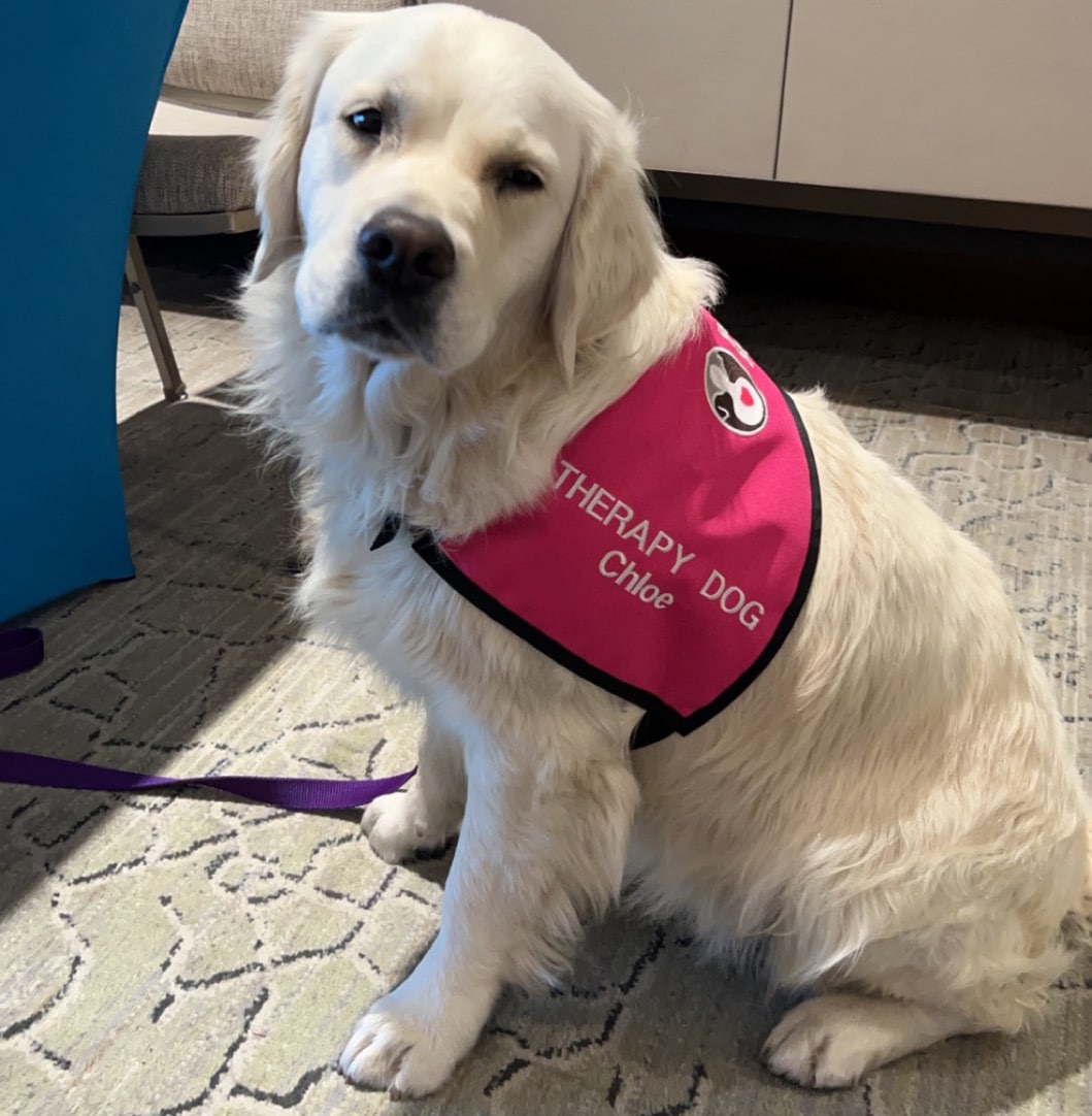 Golden retriever sits in a home wearing a custom pink Pet Partners vest.