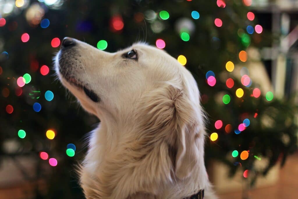 A golden retriever sits in front of holiday lights.