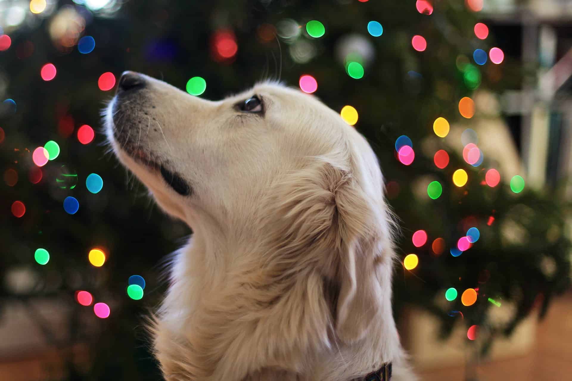 Pet Partners 2023 Holiday Gift Guide