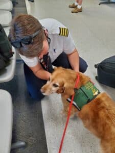 A therapy dog receives pets while visiting at an airport.