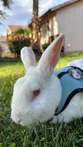 Bunny Albanese, a Pet Partners therapy rabbit, wearing a Pet Partners vest.