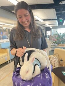 A therapy rabbit handler holds her rabbit in a basket.