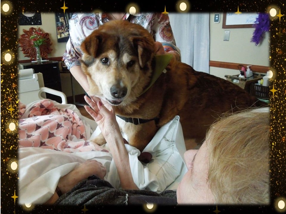 Therapy dog Caesar visits at an in-hospital hospice.