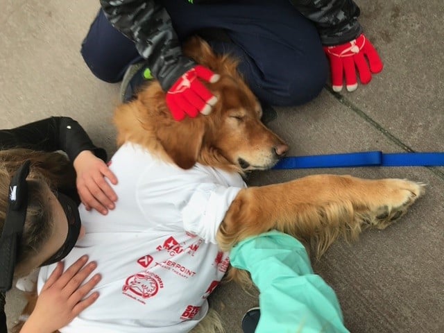 A Pet Partners therapy dog receives pets during a visit.