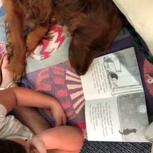 Megan Zdanowicz, a Pet Partners therapy dog relaxes while a child reads to her.