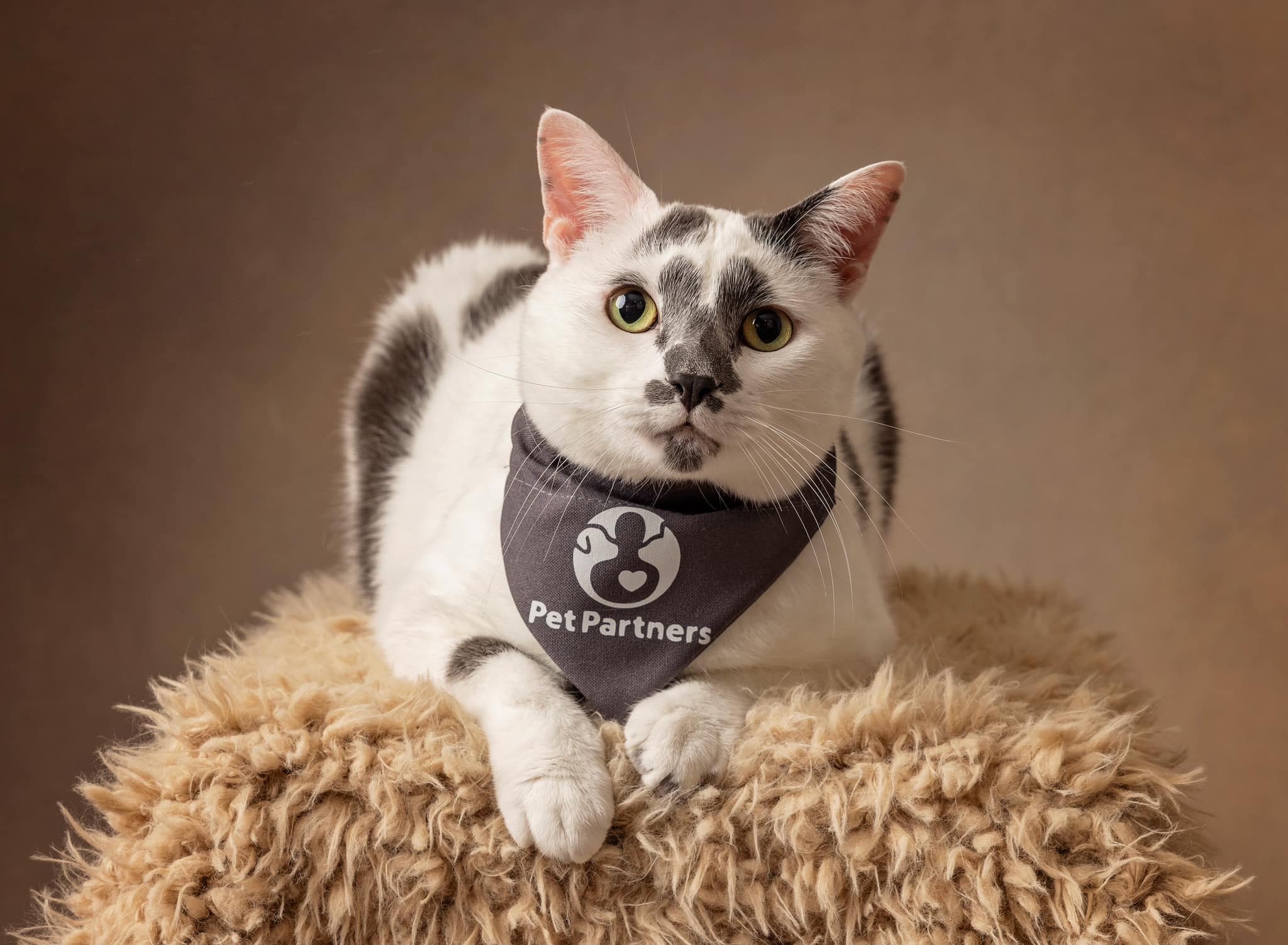 Gray and white therapy cat