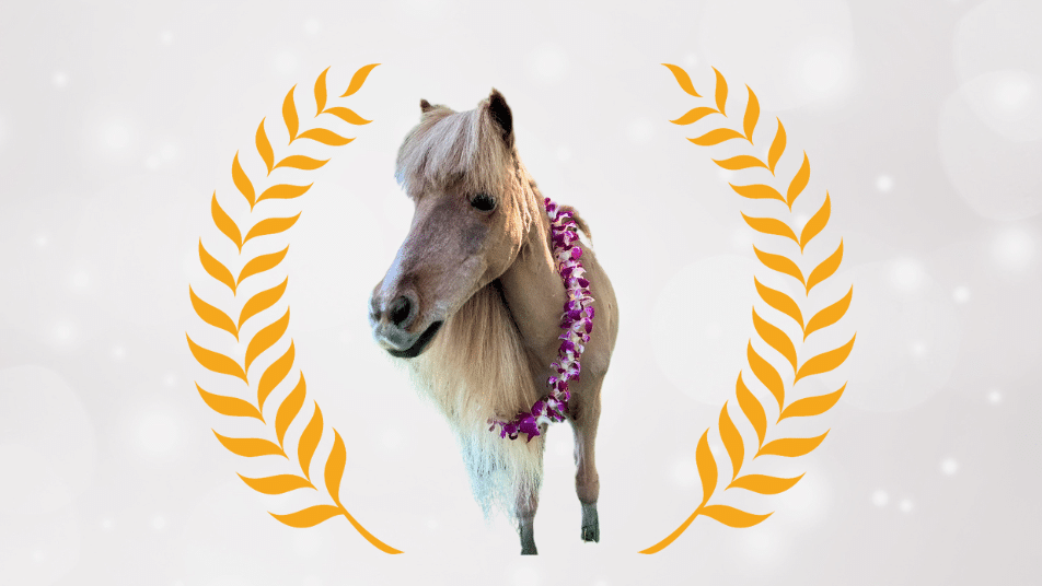 Pet Partners Pet of the Year 2024: Darby the Miniature Horse