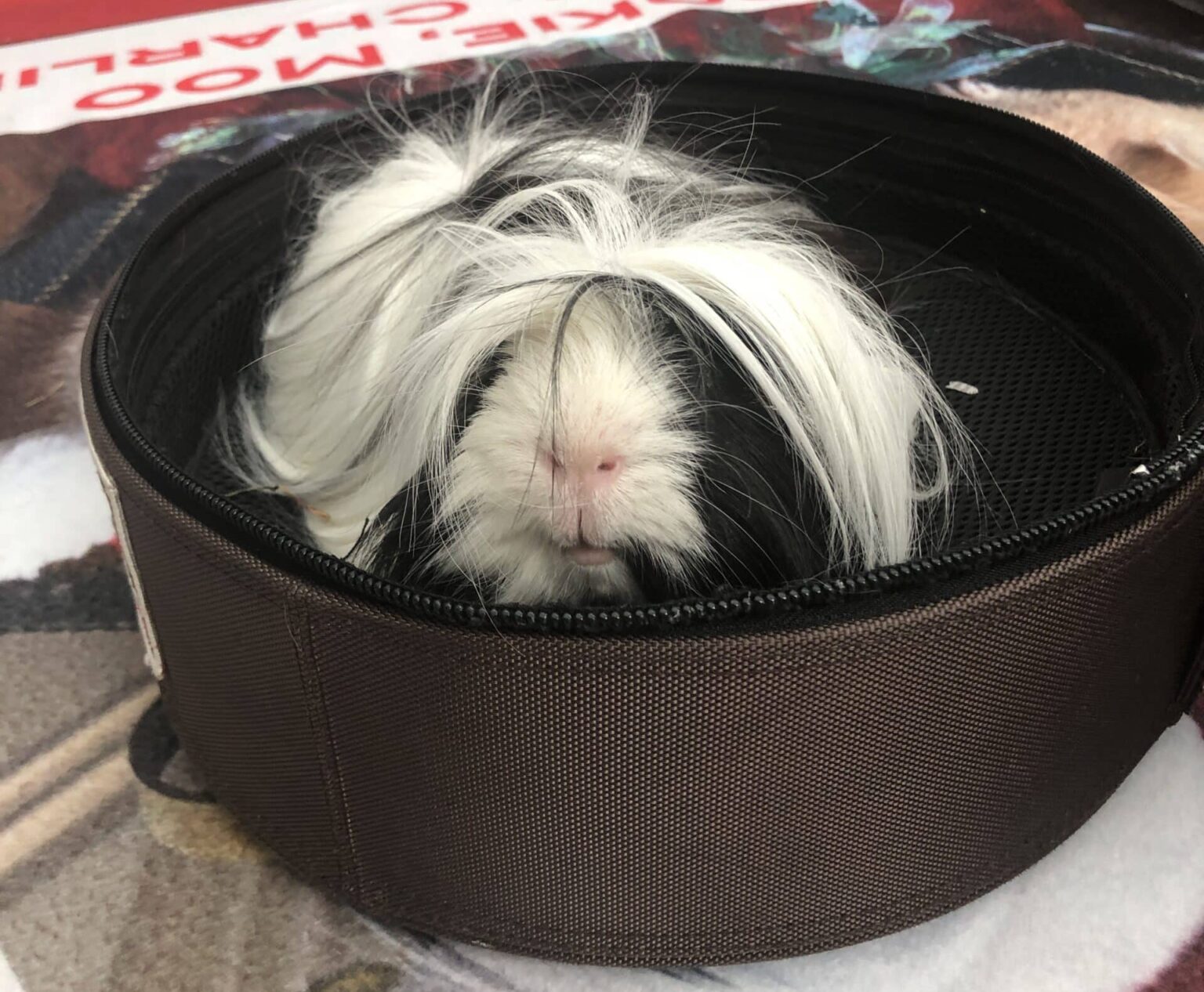 Guinea Pig Therapy Animal Makes Big Impact on School - Pet Partners