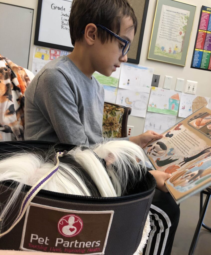 Guinea Pig Therapy Animal Makes Big Impact on School - Pet Partners