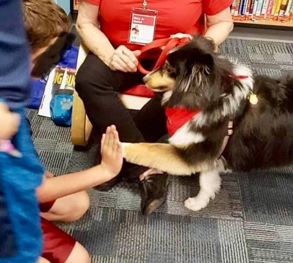 murphy the therapy dog