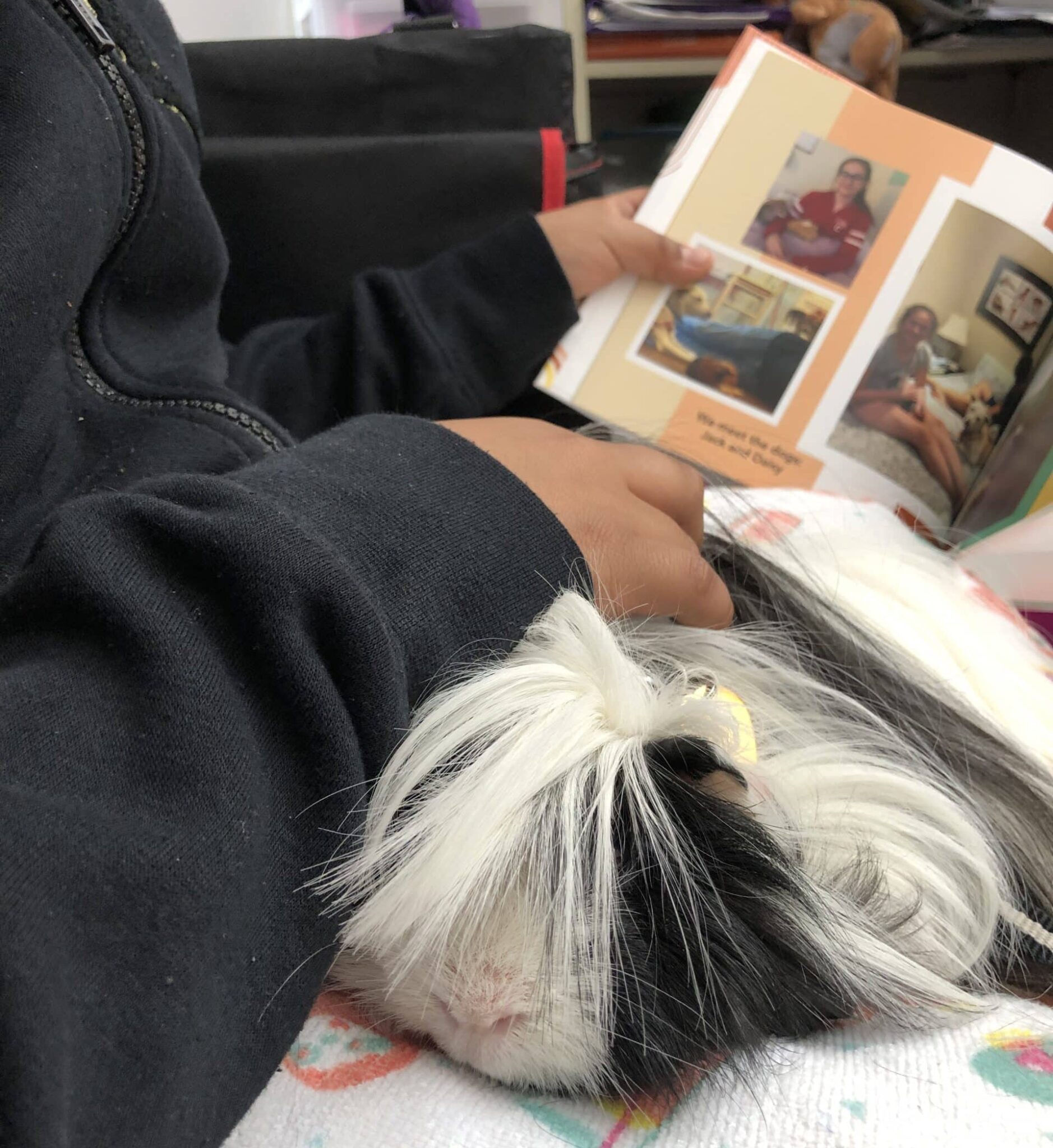 Guinea Pig Therapy Animal Makes Big Impact on School - Pet Partners