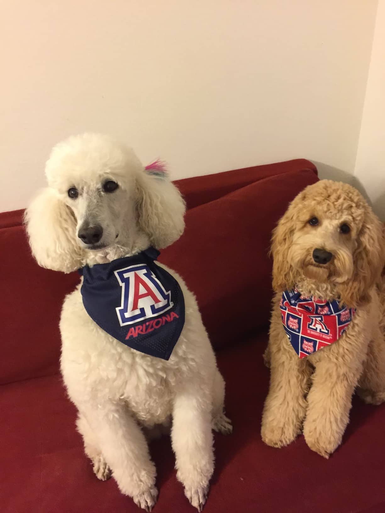 Bindi, a tan miniature labradoodle, and Ella, a white standard poodle, sit together on a couch with bandanas representing the University of Arizona.