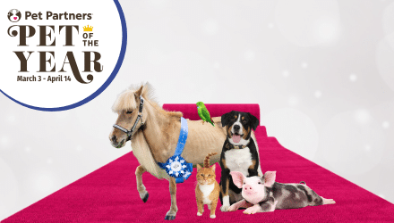 Pet of the Year Poster with show pets